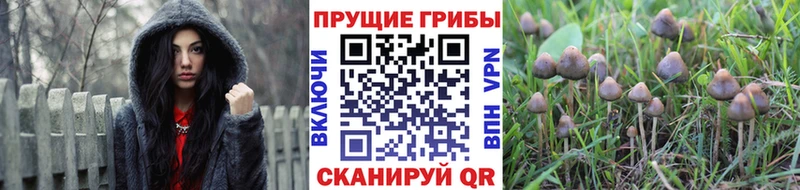 дарнет шоп  Тобольск  Галлюциногенные грибы Psilocybe 